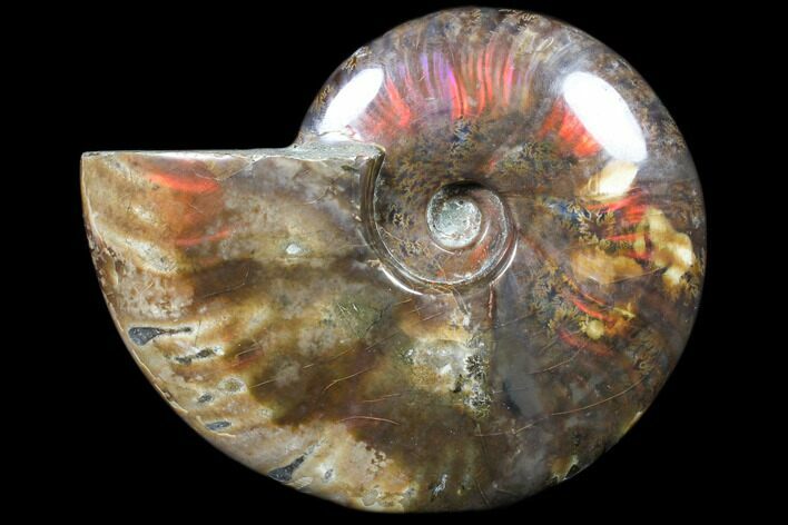 Flashy Red Iridescent Ammonite - Wide #81849